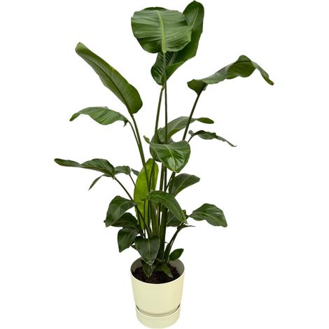 Strelitzia Nicolai Plante d'Intérieur avec Pot Blanc 160 cm Ø30 cm - PANGIVO
