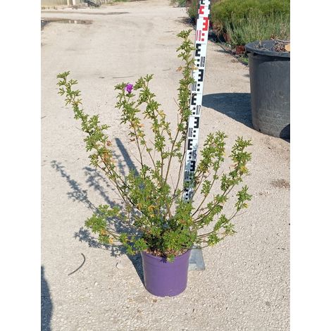 Hibiscus Bleu Alyogyne Huegelii Pot 24 cm Arbuste à Fleurs Persistant (1/3)