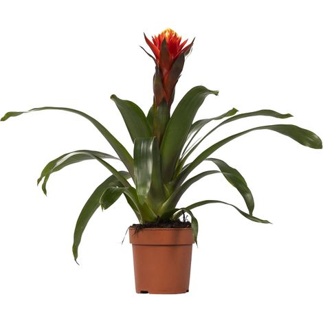 Plante d'intérieur Guzmania Happiness Fleurs Colorées et Purificatrice d'Air Ø12 cm H45 cm - PANGIVO (1/4)