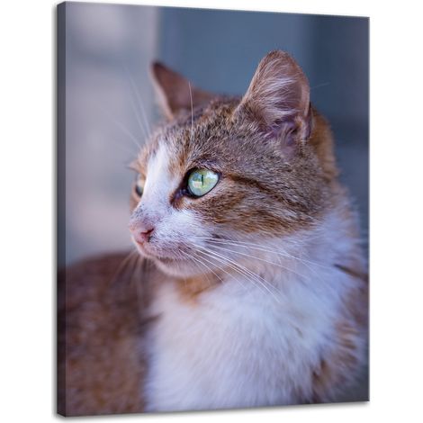 Leinwanddruck Tiere Ingwerkatze 30x40 cm