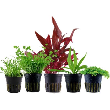 Pflanzen Set mit 5 Vordergrund Wasserpflanzen Nr.138