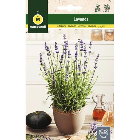Mascarell Graines, lavande, graines d'herbes aromatiques à planter, créez votre propre potager à la maison, 0,5 g (1/5)