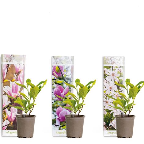3x Magnolia Mix – Magnolia – Arbuste – Facile d’entretien – ⌀9 cm – 20-25 cm