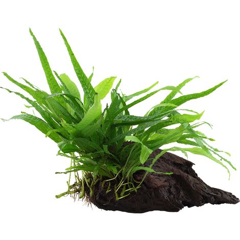 Aquarium Pflanze Microsorum pteropus 'Narrow' auf Wurzel Tropica Nr.008A YWS