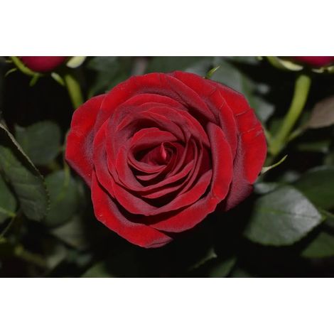 Gardenaria Rosa 'Papa Meilland' - Rosa da giardino - Altezza: 40/50 cm (vaso20) (1/2)