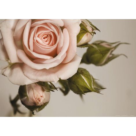 Pink rose, photo murale intissée, 155x110 cm, 1 part (1/3)