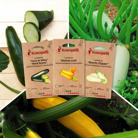 Courgettes Colorées - 3 sachets de graines bio à semer (1/2)