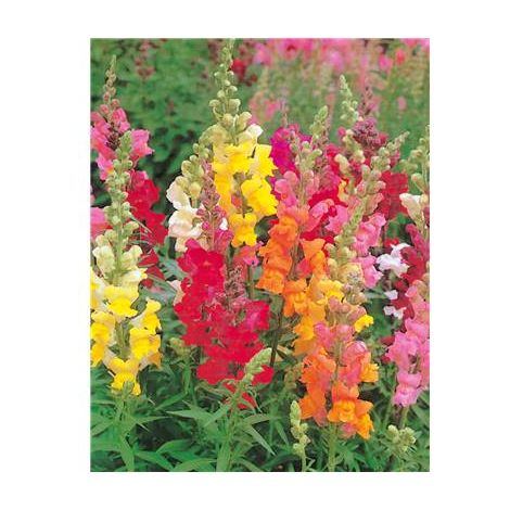 MUFLIER NAIN TOM POUCE - 0.5 G