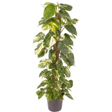 Epipremnum Pinnatum Pothos Doré Plante d'Intérieur Lierre du Diable Ø24 cm Hauteur 120 cm - PANGIVO (1/4)