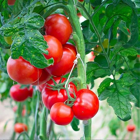 100 pinces porte-tomates de 9,5 cm en forme de J pour plants de tomates et légumes (1/5)