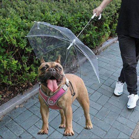 Parapluie pour chien Parapluie pour animaux de compagnie Ours en peluche Petits chiots (1/3)
