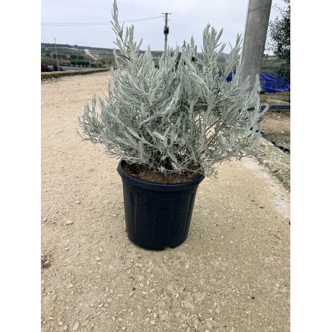 EREMOPHILA NIVEA TOUFFE 30
