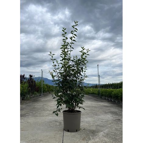 Gardenaria Filadelfo - Philadelphus coronarius 'Virginalis' - Arbusto ornamentale da giardino - Altezza: 40/60 cm (vaso19) (1/5)