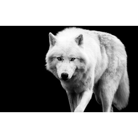Tableau Portrait loup blanc - 80x50cm - made in France (1/5)