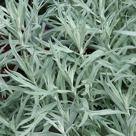 4 x Armoise  - Artemisia ludoviciana 'Silver Queen'  - godet 9x9