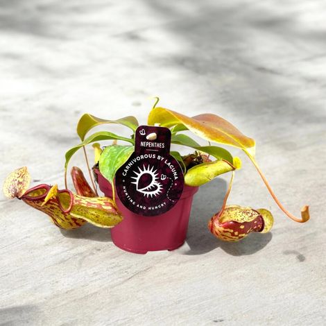 Gardenaria Nepenthes 'Gaya' - Pianta da interno ornamentale - Altezza: 17 cm (vaso 12) (1/5)
