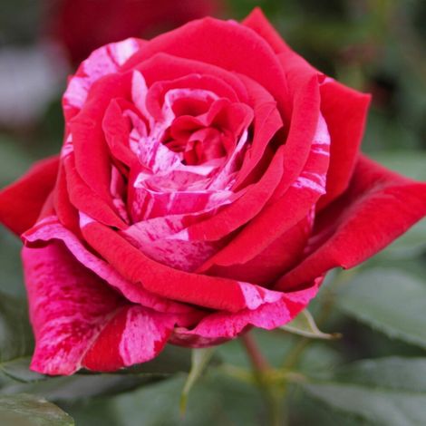 Gardenaria Rosa 'Deep impression' - Rosa da giardino - Altezza: 40/50 cm (vaso20)