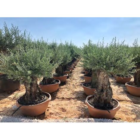 Ulivo olivo "Olea europea" bonsai in ciotola da 160 lt cfr. tronco 100/140 cm FOTO REALI