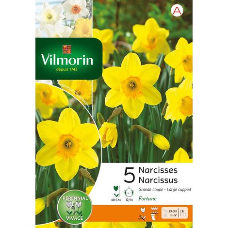 Vilmorin Narcisse Fortune (x5) (1/3)