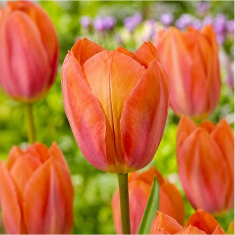 Tulipe Apricot Van Eijk Sgaravatti 6 bulbes orange, grandes fleurs abricotées à planter en automne - 617034 (1/3)