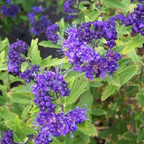 Barbe-bleue - Caryopteris clandonensis  - 40-50 cm pot