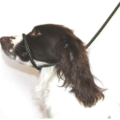 Laisse/licol/harnais anti-traction Dog & Field en forme de 8, noir (1/5)