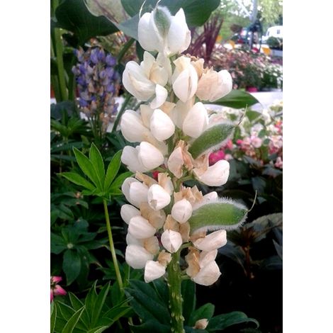 Planta de Altramuz Lupinus Blanco. 30 - 40 Cm