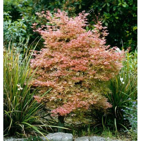 Acero rosso giapponese "Acer palmatum Corallinum" pianta in vaso ø17 cm h. 70/80 cm (1/3)