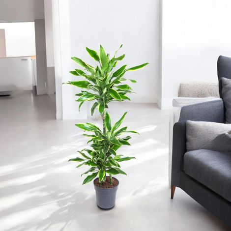 Gardenaria Dracaena fragrans 'Golden coast' - Pianta da interno ornamentale - Altezza: 110 cm (vaso 22) (1/5)