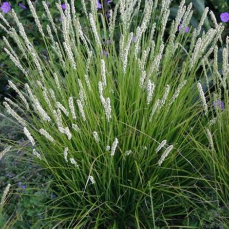 Seslérie d'automne - Sesleria autumnalis godet 9cm (1/2)