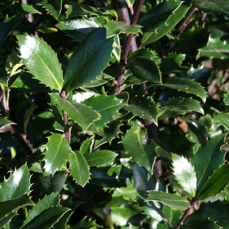 Houx - Ilex meserveae 'Heckenpracht' - 40-60 cm pot (1/3)
