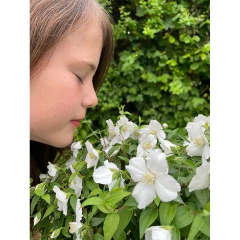Gardenaria Filadelfo - Philadelphus 'Petite Perfume White' - Arbusto ornamentale da giardino - Altezza: 40/60 cm (vaso19) (1/3)
