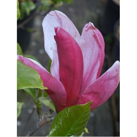 Magnolia à fleurs de lis 'Nigra' Pot de 3L/4L (1/4)