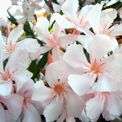 Oleandro "Nerium Oleander" pianta in vaso ø9 cm - Bianco Rosato - Alsace
