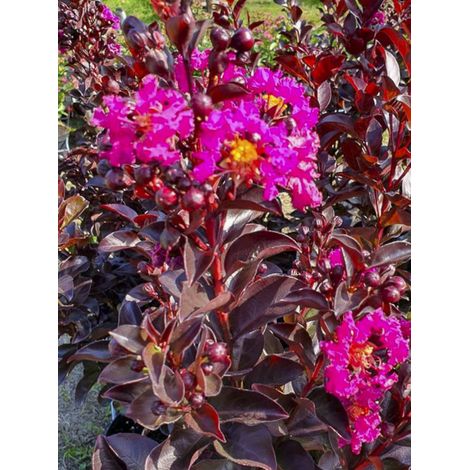 Lilas des Indes 'Rhapsody In Blue' Pot de 7,5L/10L, Buisson, Touffe (1/2)