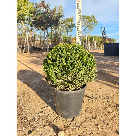 Buis Buxus Microphylla Faulkner Boule 40 cm Pot 30 cm Persistant (1/4)