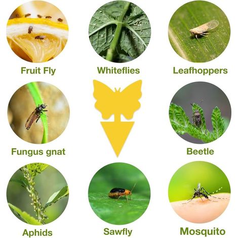 80 Pcs Attrape Moucheron Plantes, Luttent Contre Les moustiques fongiques, pour Les Insectes intérieurs et extérieurs, Imperméables et Non Toxiques