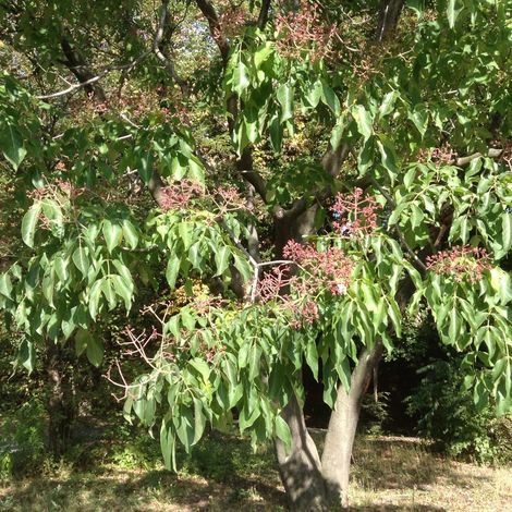 Arbre à miel, Euodia danielii, Tedradium daniellii/Pot de 5L (1/3)