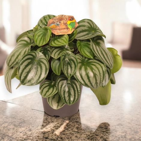 Gardenaria Peperomia argyreia - Pianta da interno ornamentale - Altezza: 20 cm (vaso 12) (1/5)