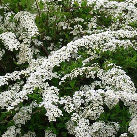 Spirée  - Spiraea cinerea 'Grefsheim'  - 40-60 cm pot