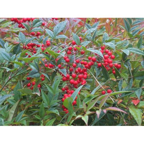 1 PIANTA DI NANDINA DOMESTICA VASO 24CM ARBUSTO VASO AIUOLE ROCCIOSI
