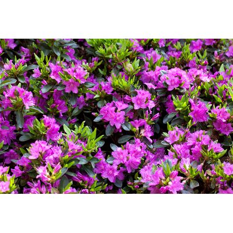 Japanische Azalee 'Königstein' Rhododendron obt.'Königstein' C 2 15- 20 (1/5)