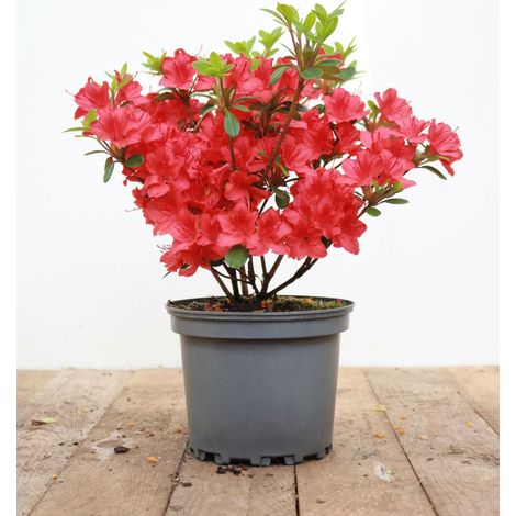 Japanische Azalee 'Maruschka'® Rhododendron obt.'Maruschka' -R- C 2 20- 25 (1/5)