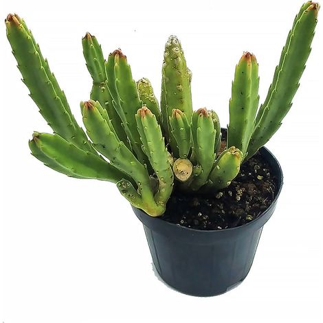 Stapelia leendertziae - stapelia a fiori neri - vaso 10 cm (1/2)