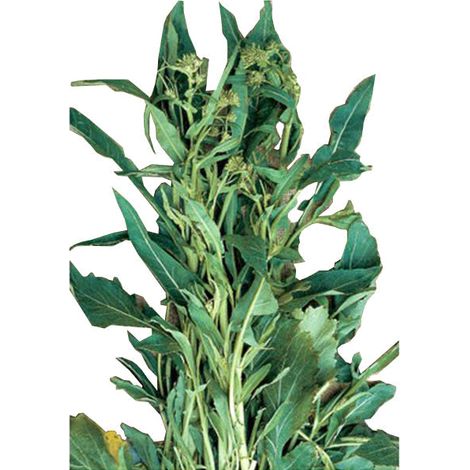 Semi di cima di Rapa "Foglia d'ulivo" piante per orto e giardino