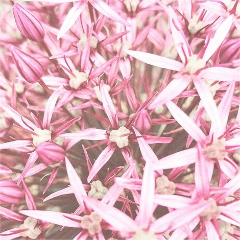 Fototapete 364132 Vliestapete Blumen Floral 212 x 265 cm Rasch Selection Rosa (1/4)