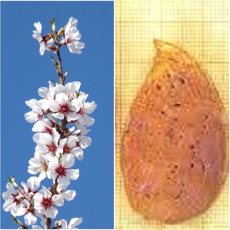 Planta Frutal Almendro Ferragnes. Resistente a la Sequia