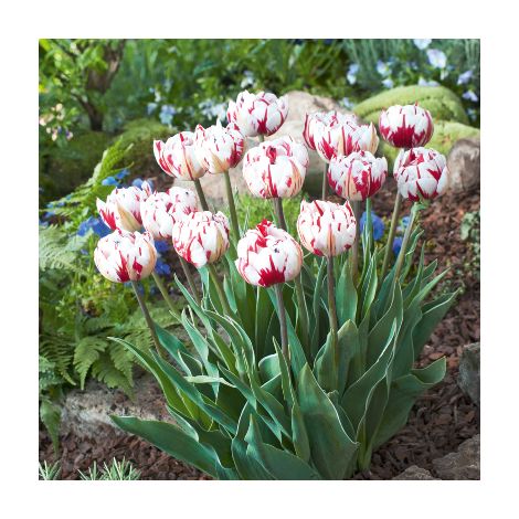 TULIPE CARNAVAL DE NICE - 5 BULBES