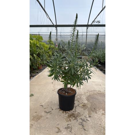 ECHIUM FASTUOSUM CESP.30