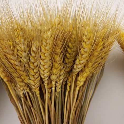 Espigas de trigo, 100 flores naturales con forma de espigas para decoración de mesas, bodas u otras ocasiones. (1/5)